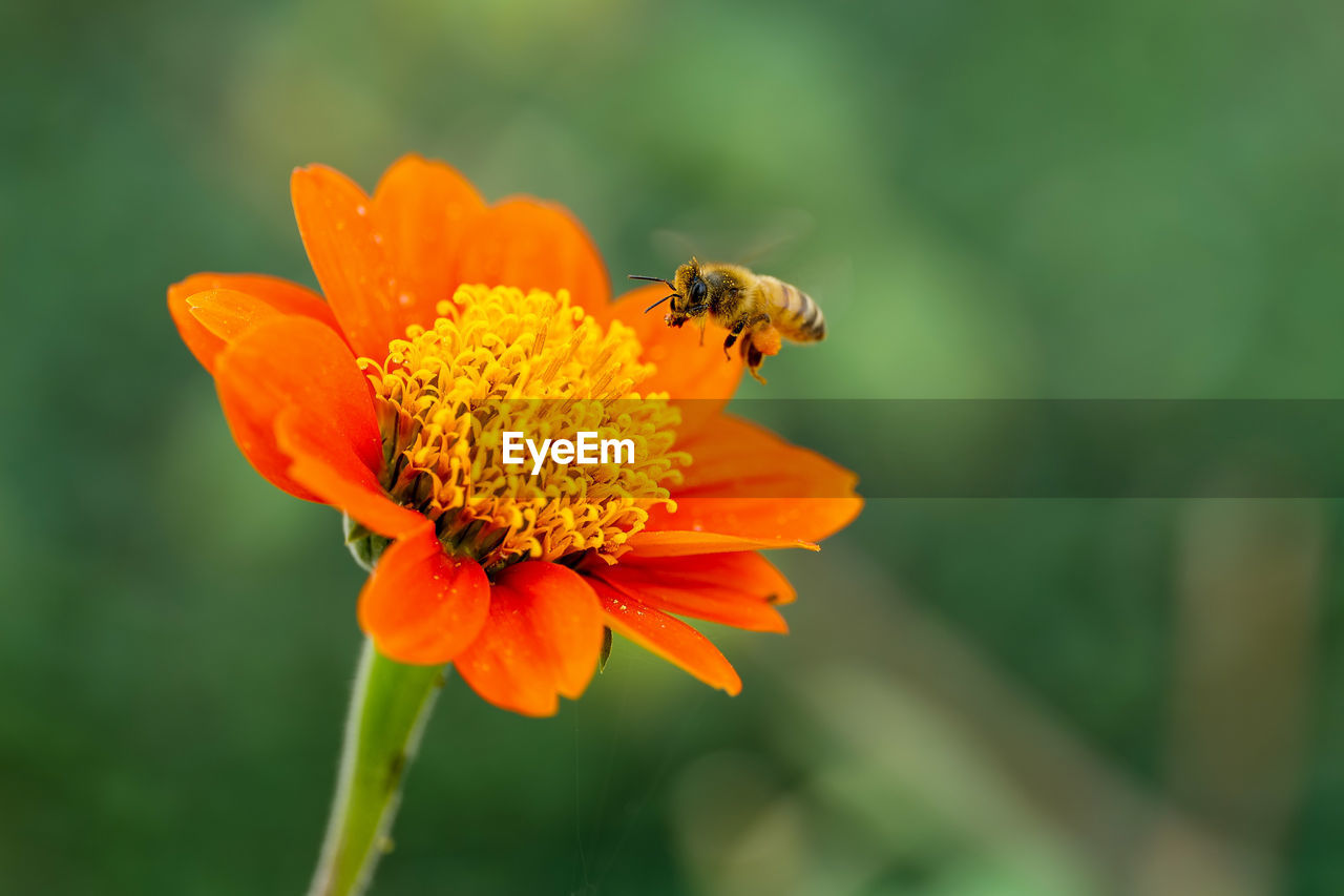 CLOSE-UP OF BEE POLLINATING ON ORANGE FLOWER