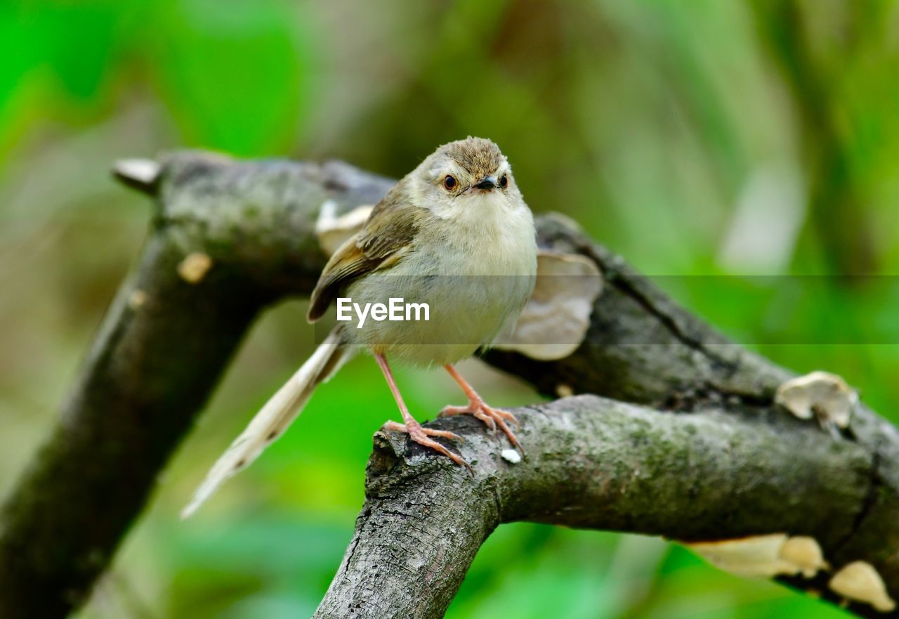 CLOSE-UP OF SPARROW PERCHING ON BRANCH