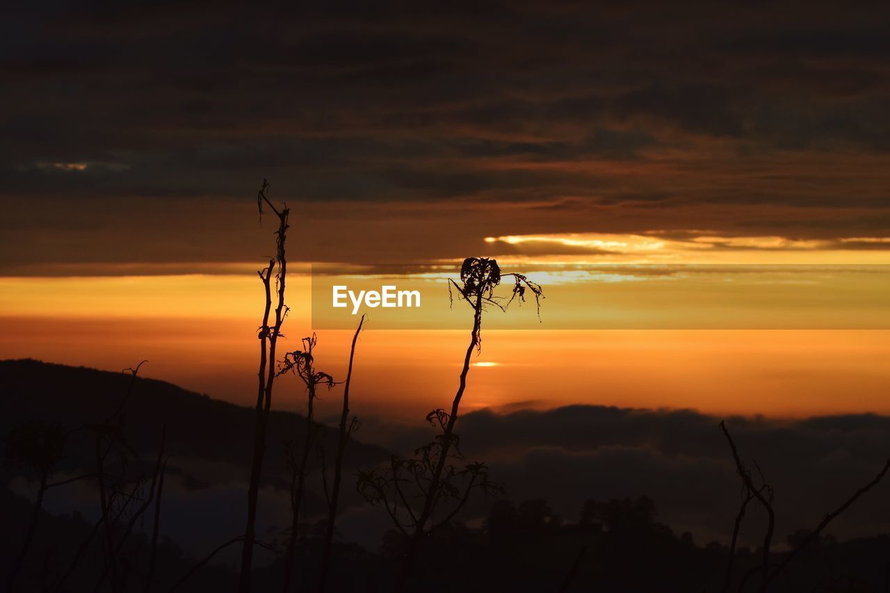 Silhouette plants on field against orange sky