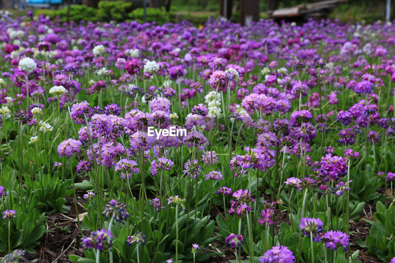 Close-up of purple flowering plants on field