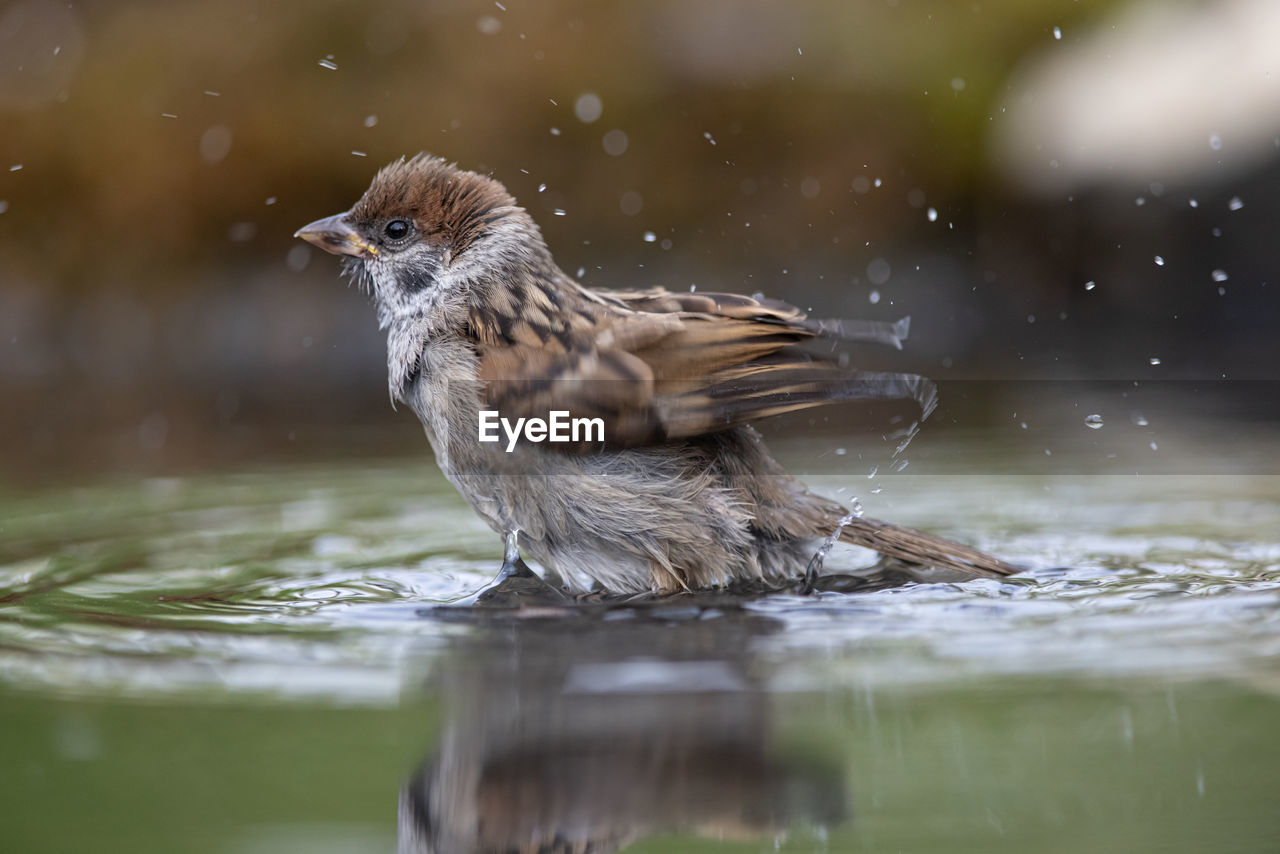 animal themes, animal, animal wildlife, bird, wildlife, nature, sparrow, one animal, water, beak, house sparrow, selective focus, motion, lake, no people, close-up, outdoors, beauty in nature, side view, day, full length, surface level, winter, songbird, environment, young animal