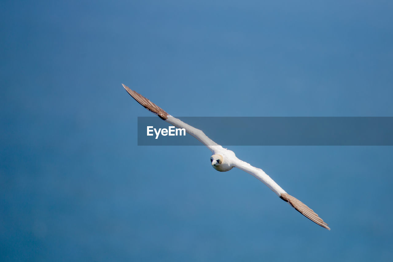 Northern garnet flying against a blue sky at bempton cliffs north yorkshire,uk