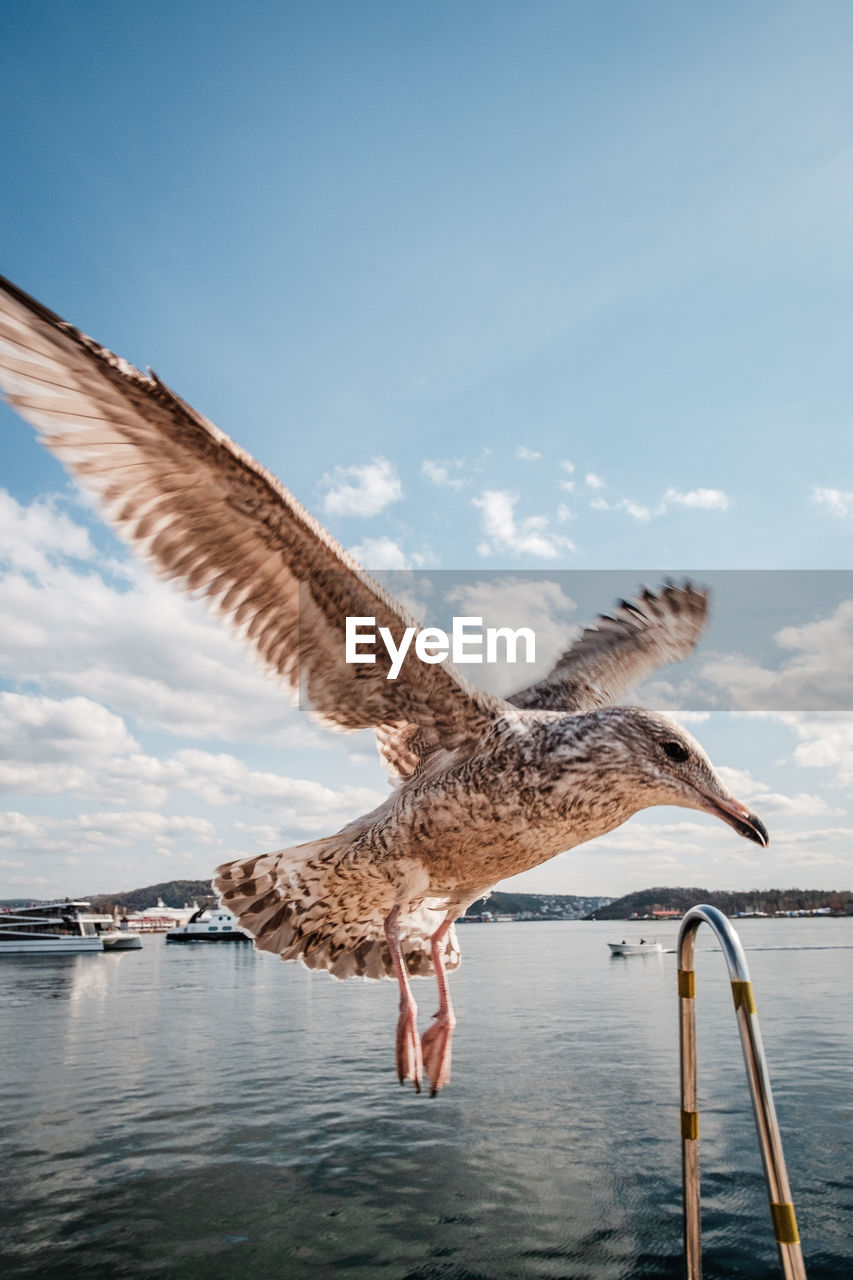 Seagull flying over sea against sky during sunny day