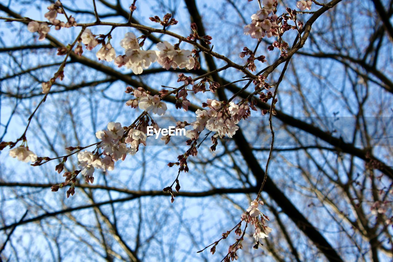 LOW ANGLE VIEW OF CHERRY BLOSSOMS ON BRANCH