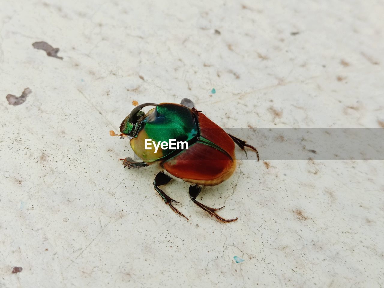 HIGH ANGLE VIEW OF HOUSEFLY ON FIELD