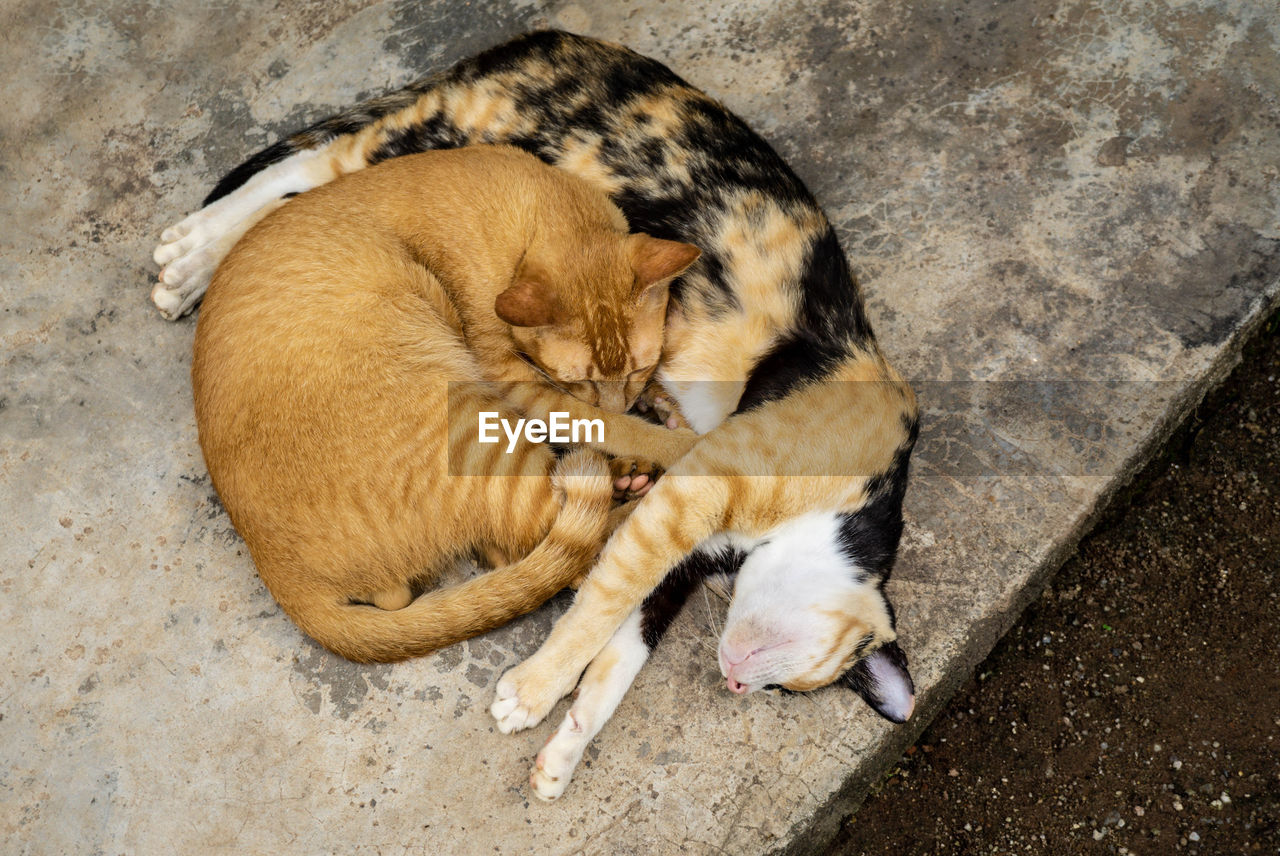 Two cat sleeping together on the floor