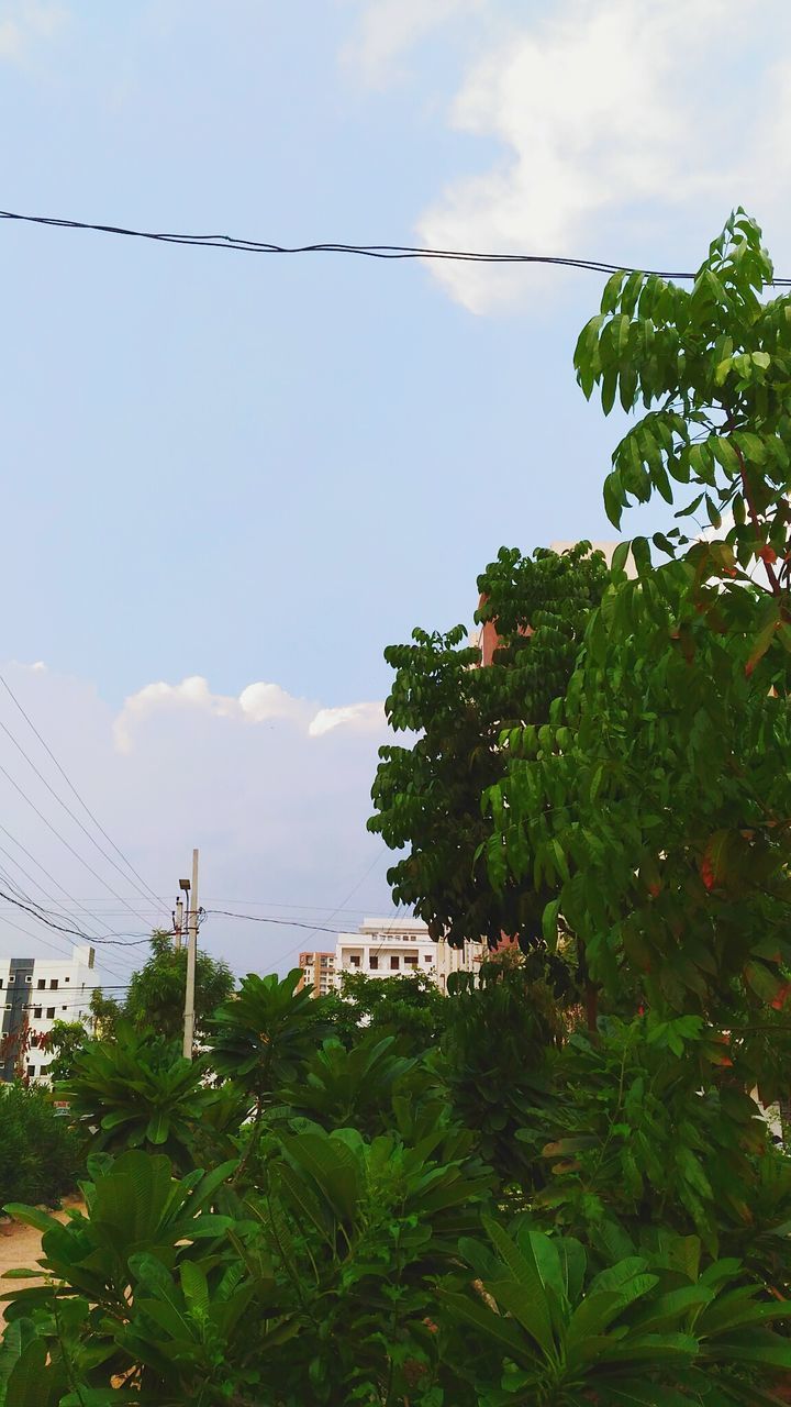 LOW ANGLE VIEW OF TREES AGAINST SKY