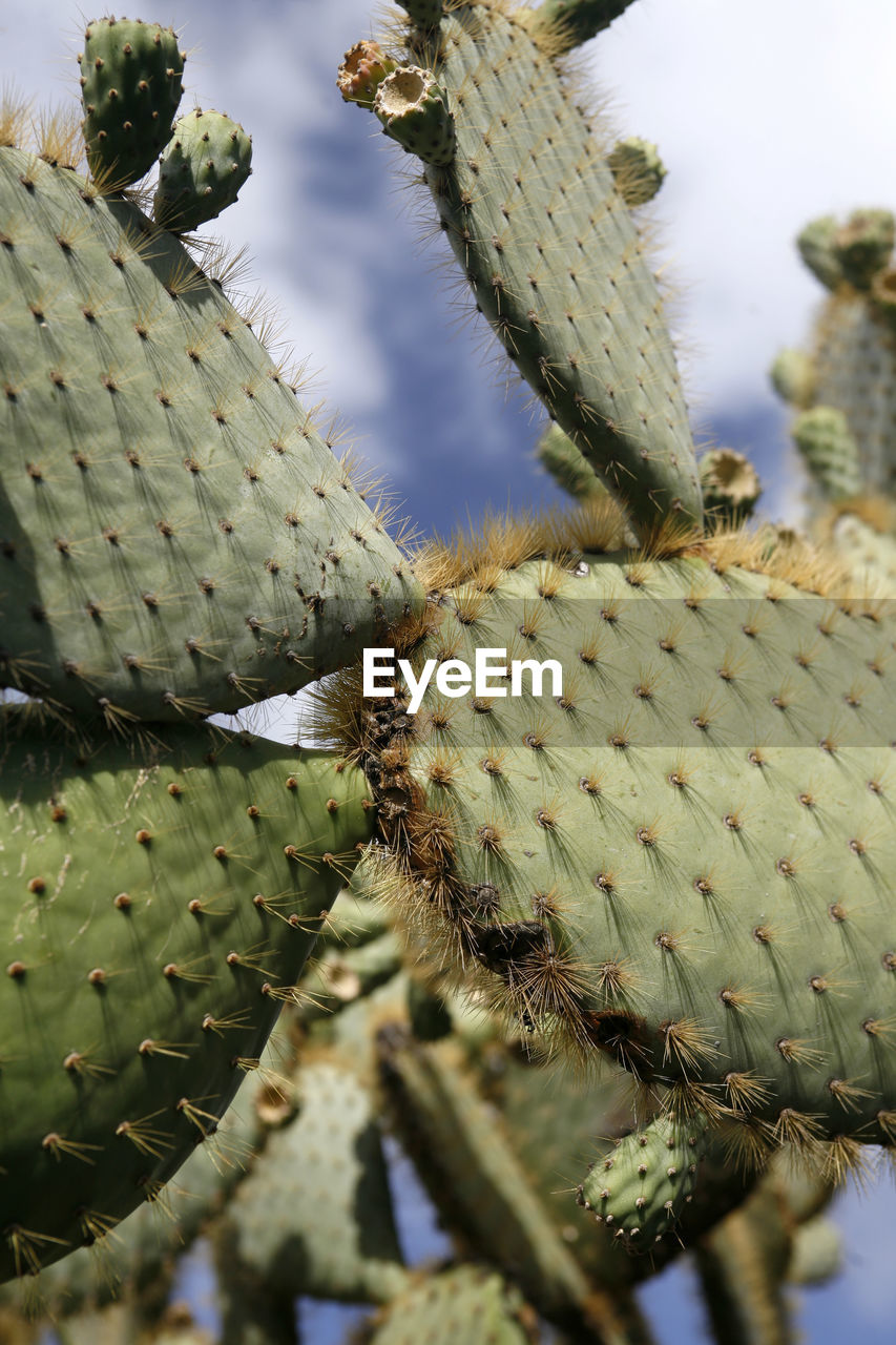 CLOSE-UP OF PRICKLY PEAR CACTUS IN PARK