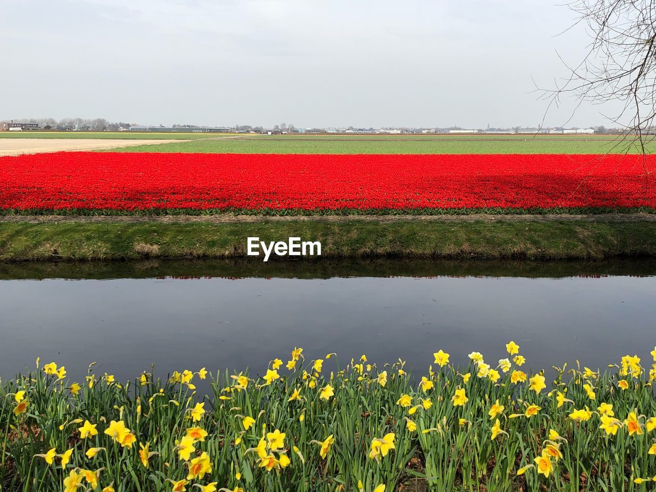 VIEW OF YELLOW FLOWERING PLANTS ON FIELD