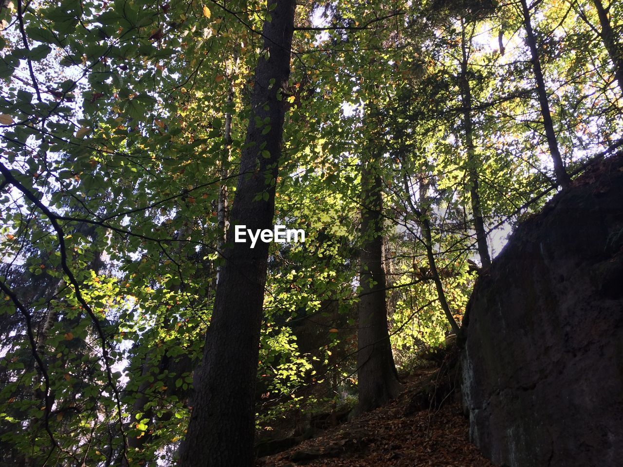 LOW ANGLE VIEW OF TREES IN THE FOREST