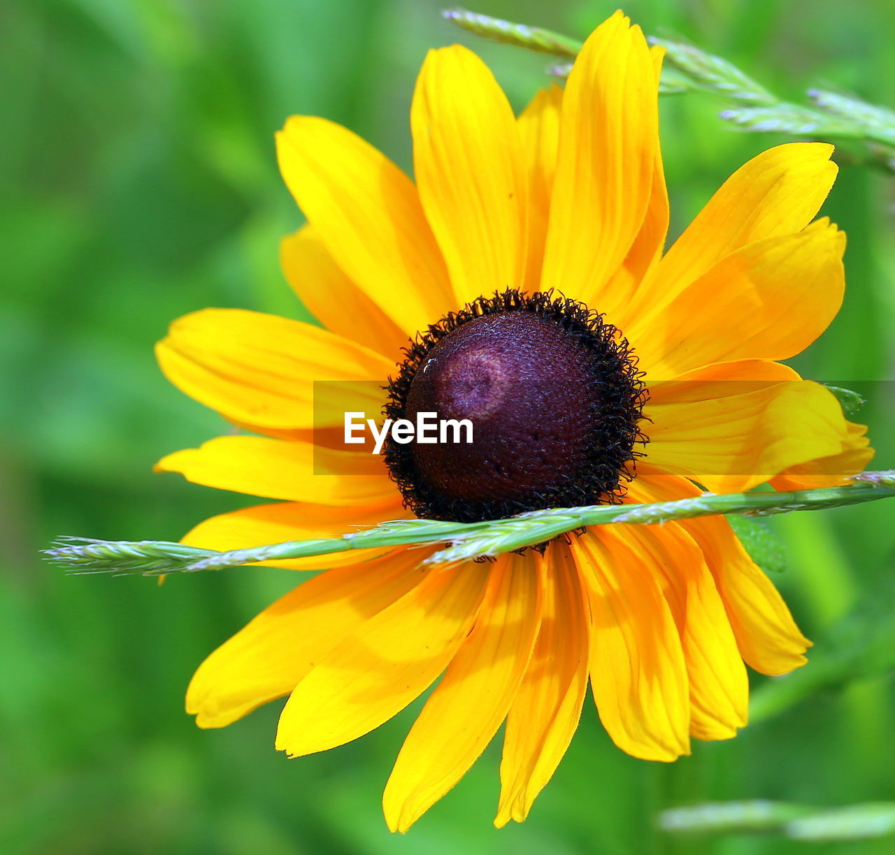 CLOSE-UP OF FRESH YELLOW FLOWER