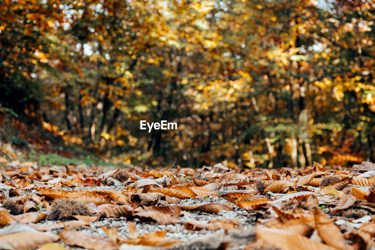 Surface level image of path with fallen autumn leaves. fall, nature, outdoors.