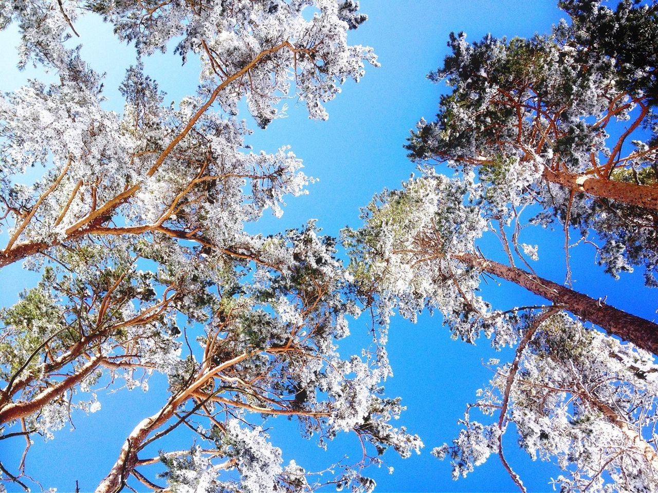 LOW ANGLE VIEW OF TREES AGAINST CLEAR BLUE SKY