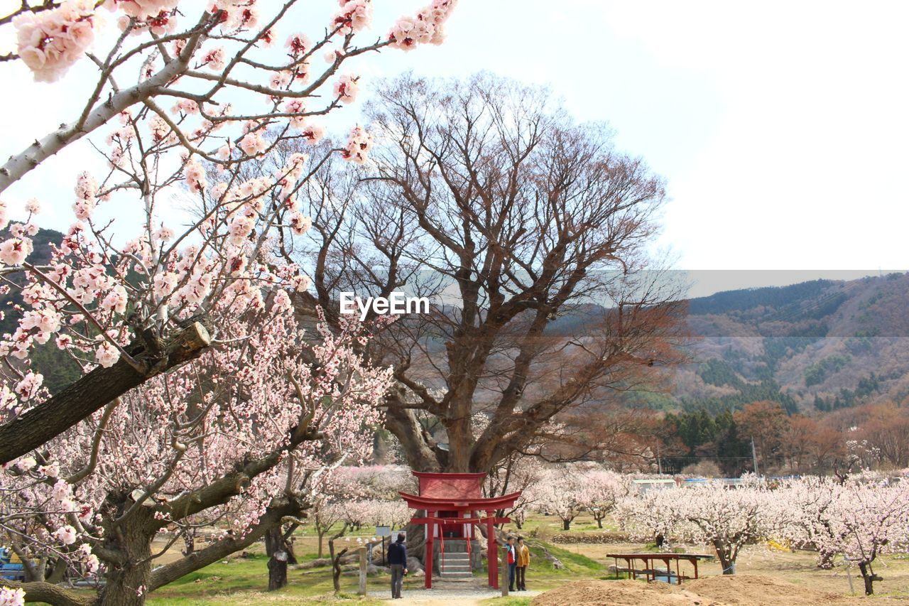 CHERRY TREE IN PARK