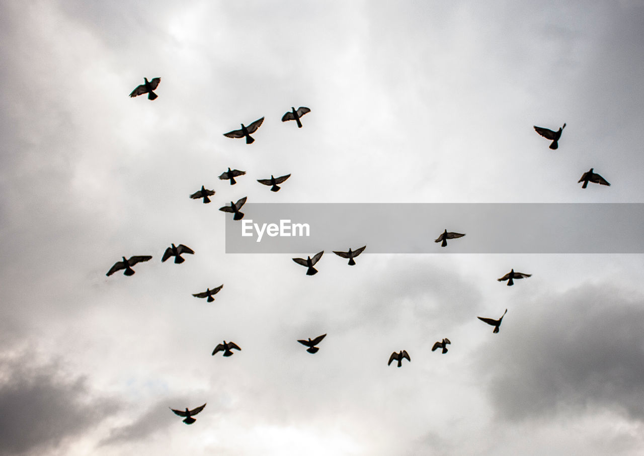 Pigeons taking flight.