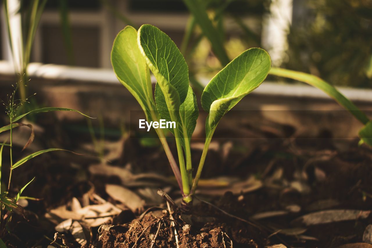 Close-up of plant growing on field