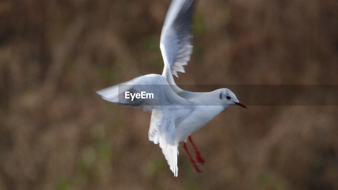 CLOSE-UP OF WHITE FLYING
