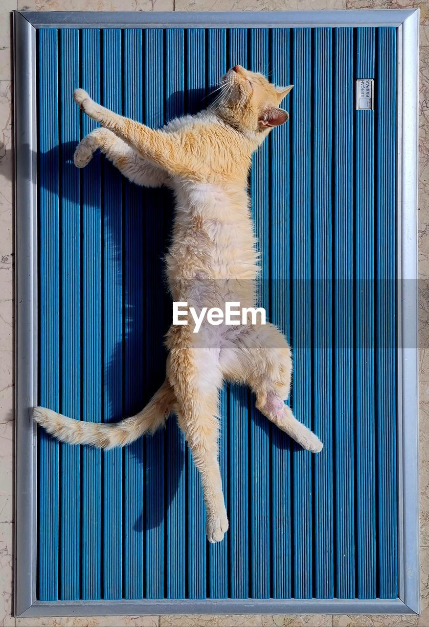 cat sitting on wooden floor