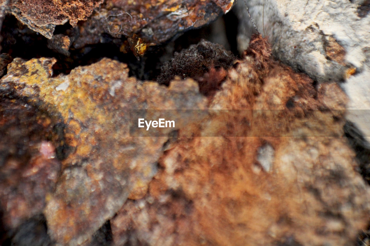 CLOSE-UP OF LIZARD ON ROCK