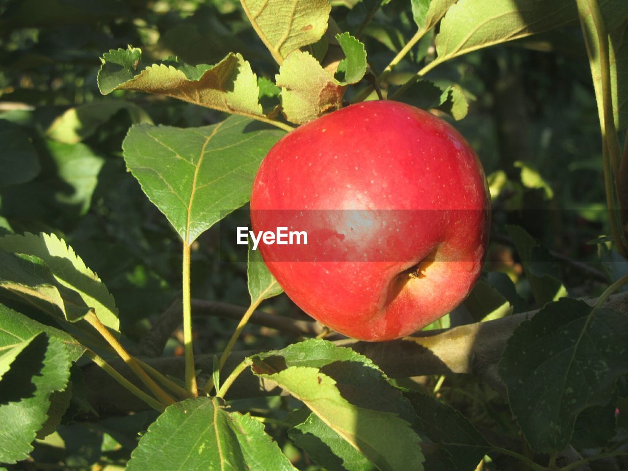 CLOSE-UP OF RED APPLE ON TREE