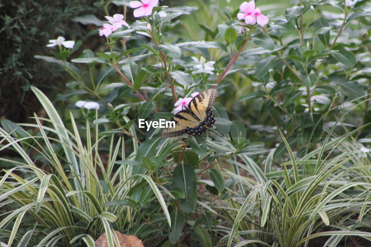 BUTTERFLY ON PLANT