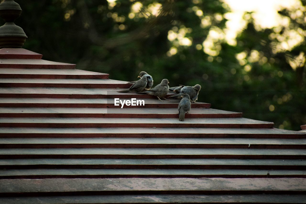 LOW ANGLE VIEW OF PIGEON ON STEPS AGAINST TREES