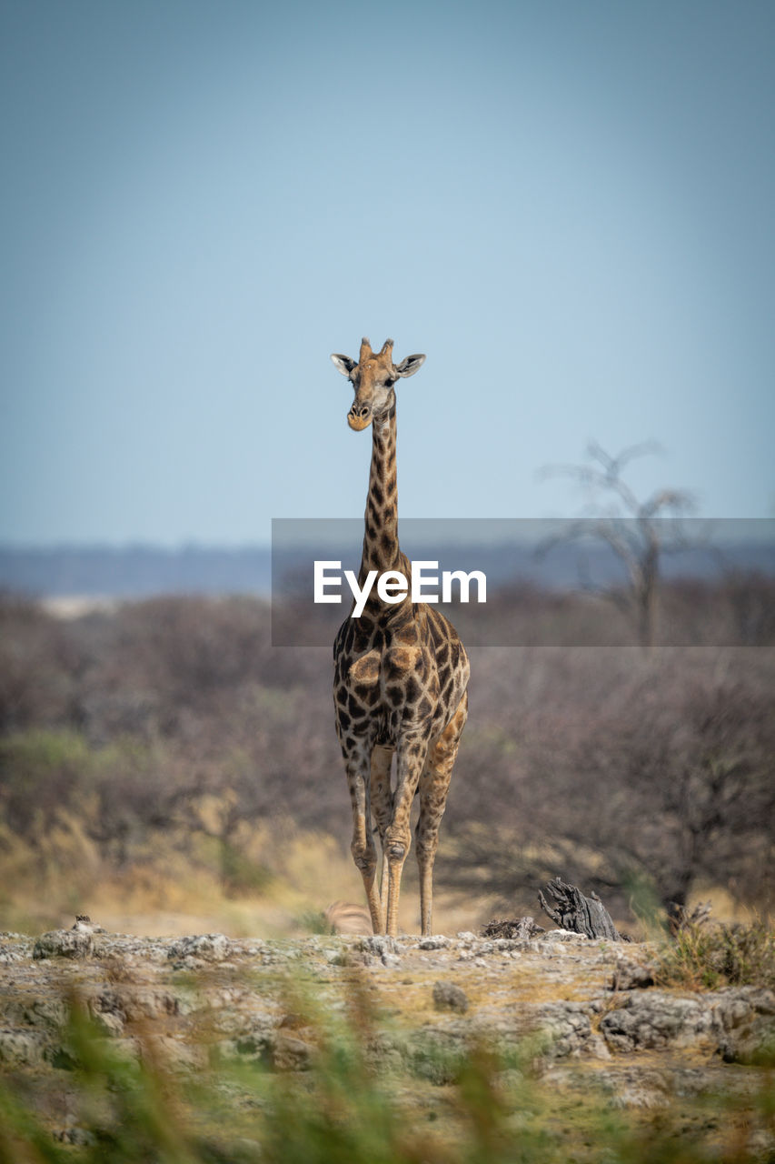 Southern giraffe crosses rocky ridge towards camera