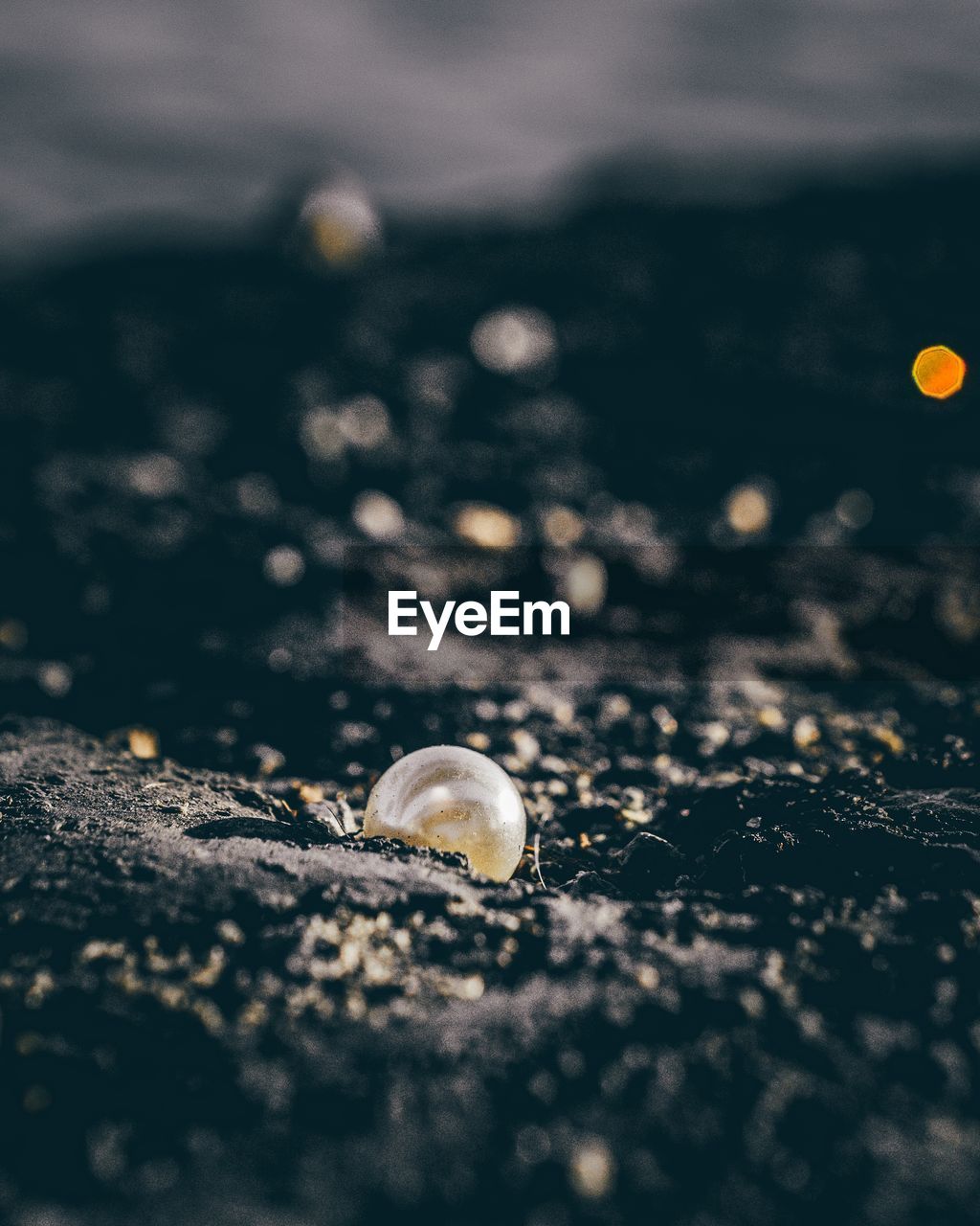 SURFACE LEVEL OF SNAIL ON LAND