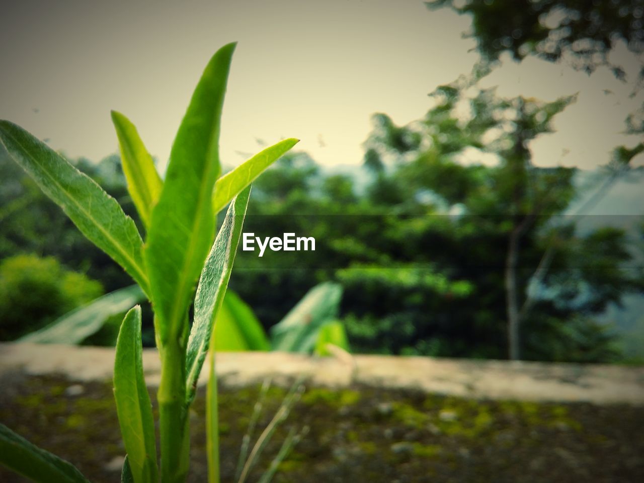 CLOSE-UP OF PLANT GROWING ON GROUND