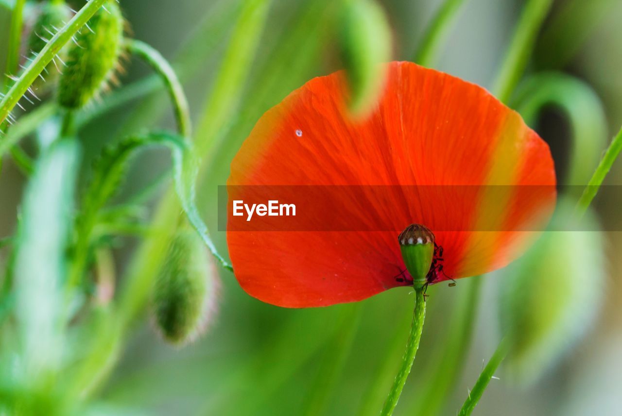 Close-up of poppy flower