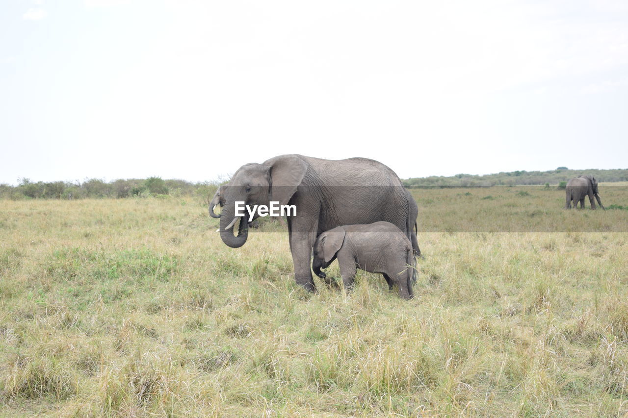 Mother elephant and baby elephant walking in the wild in maasai mara game reserve, kenya 