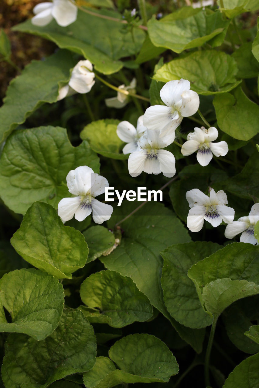 plant, flower, flowering plant, leaf, plant part, freshness, beauty in nature, nature, growth, petal, green, close-up, white, flower head, fragility, inflorescence, no people, botany, springtime, day, blossom, outdoors, high angle view, wildflower
