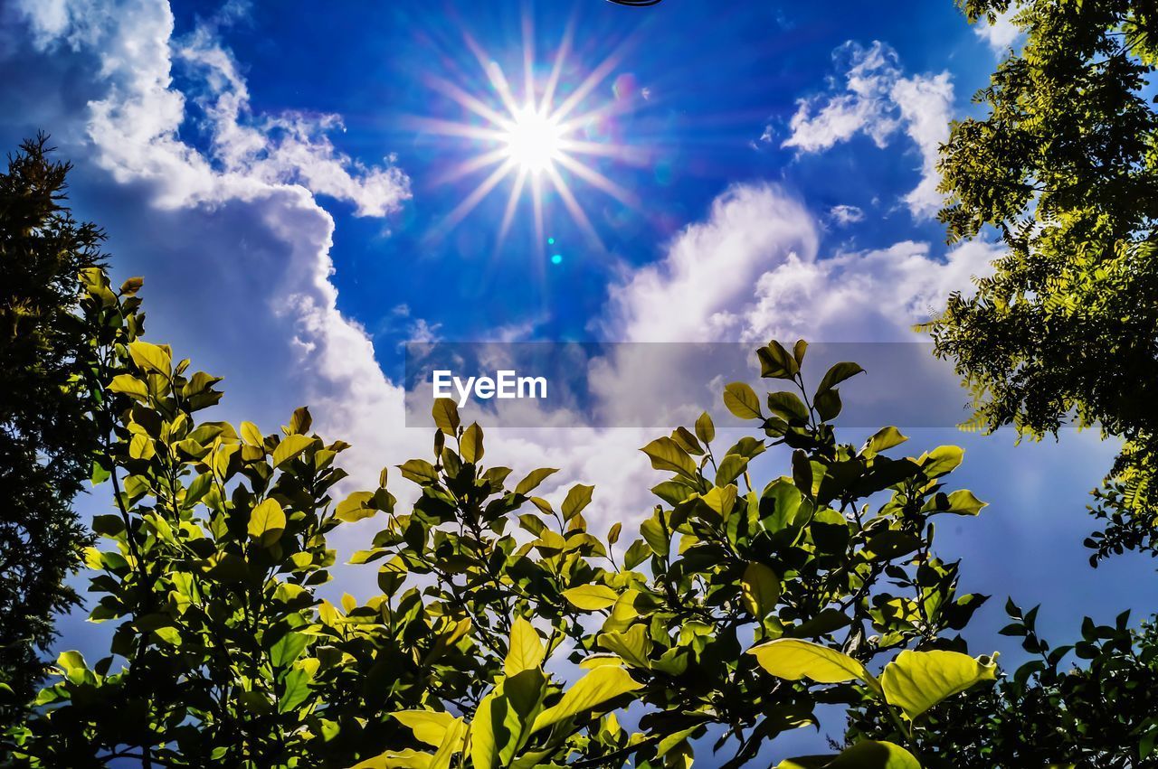 Low angle view of trees against sky