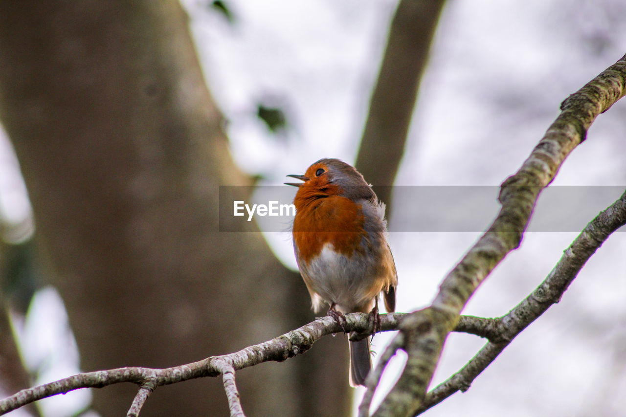 Close-up of robin perching on branch