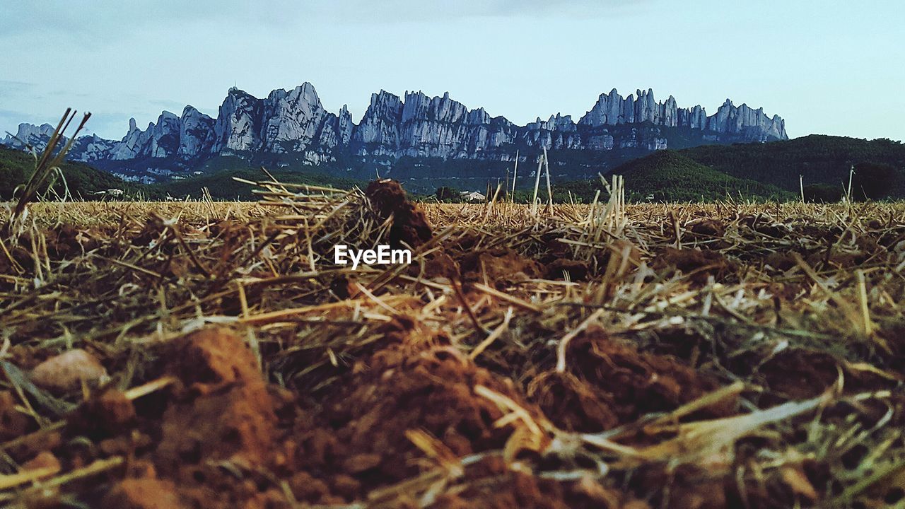 Low angle view of sheep on mountain against sky