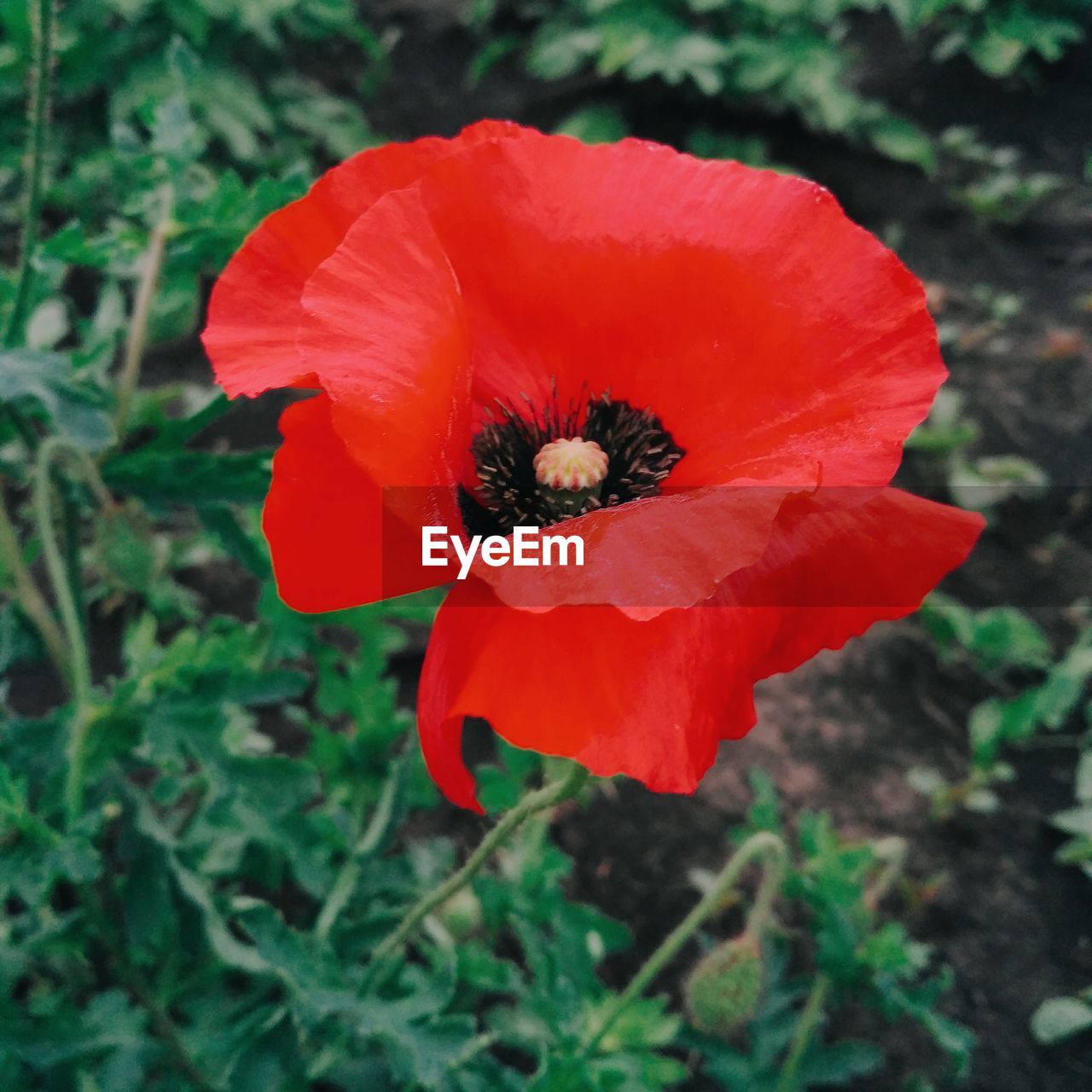 CLOSE-UP OF POPPY HIBISCUS BLOOMING OUTDOORS