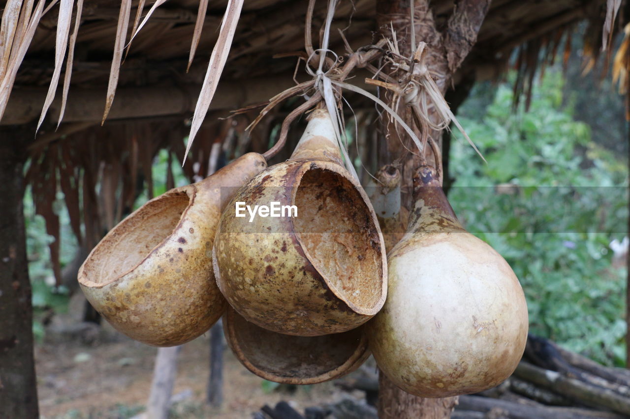 Close-up of coconut hanging on tree