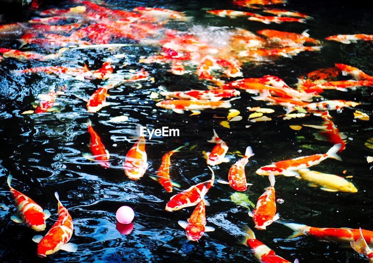 HIGH ANGLE VIEW OF KOI FISHES SWIMMING IN WATER