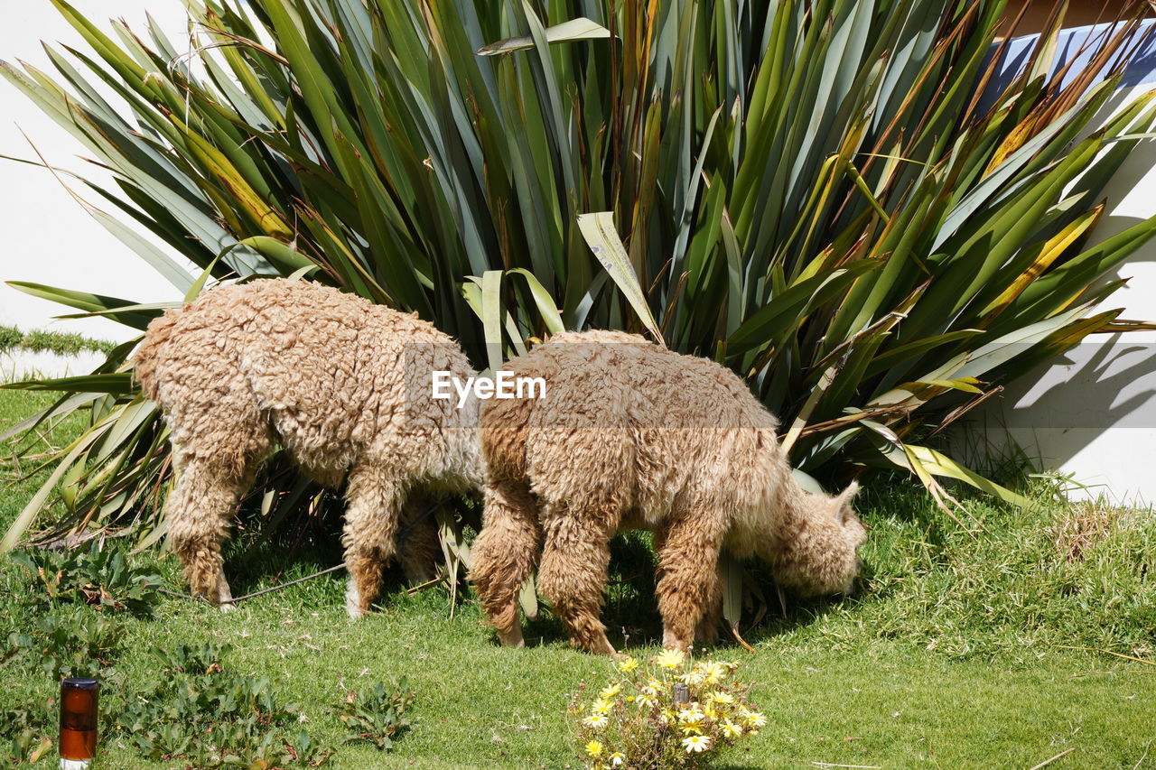 grass, plant, animal, animal themes, mammal, nature, agriculture, field, no people, growth, flower, day, grazing, land, sheep, domestic animals, green, livestock, outdoors, group of animals, animal wildlife, tree