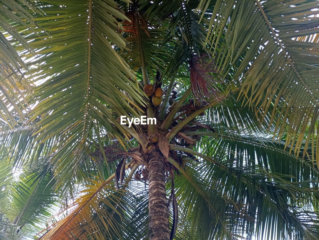 tree, plant, palm tree, tropical climate, palm leaf, growth, leaf, low angle view, beauty in nature, borassus flabellifer, nature, green, tropics, plant part, no people, tranquility, tropical tree, date palm, trunk, tree trunk, day, outdoors, sky, backgrounds, coconut palm tree, jungle, sunlight, full frame, branch, coconut