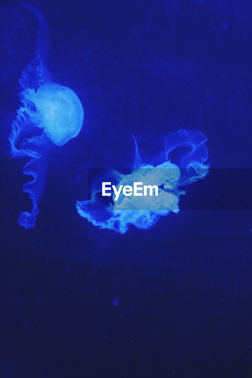 JELLYFISH SWIMMING IN AQUARIUM