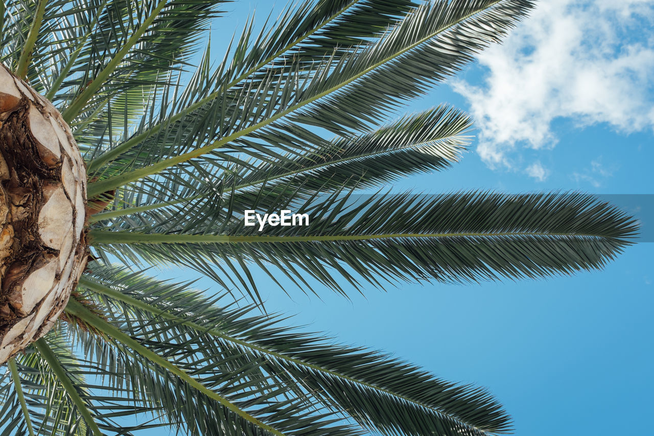 Low angle view of palm tree against cloudy sky