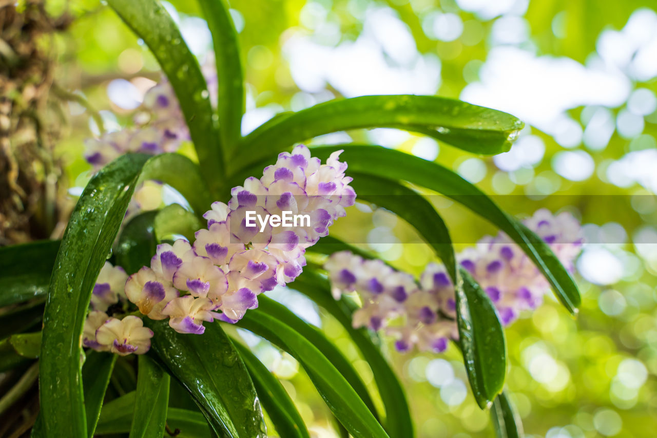 CLOSE-UP OF FLOWERING PLANT