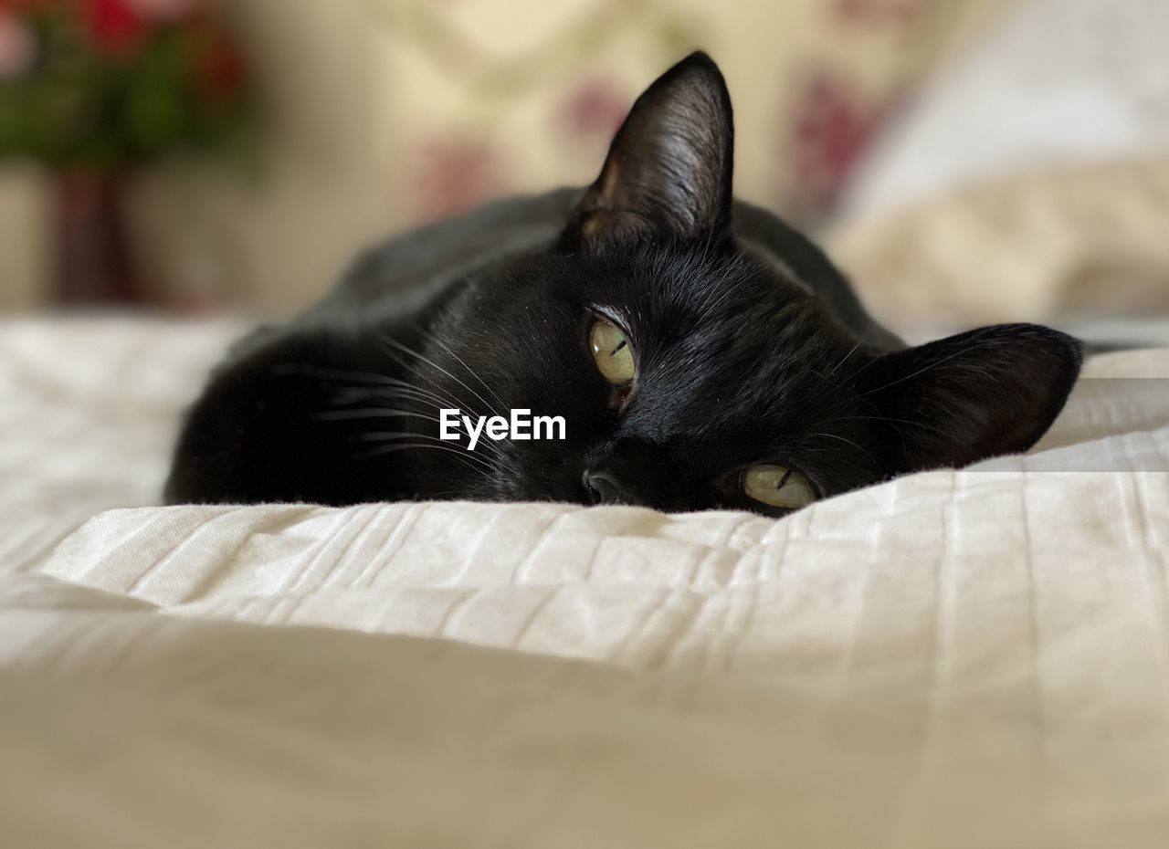 Black cat lying on bed