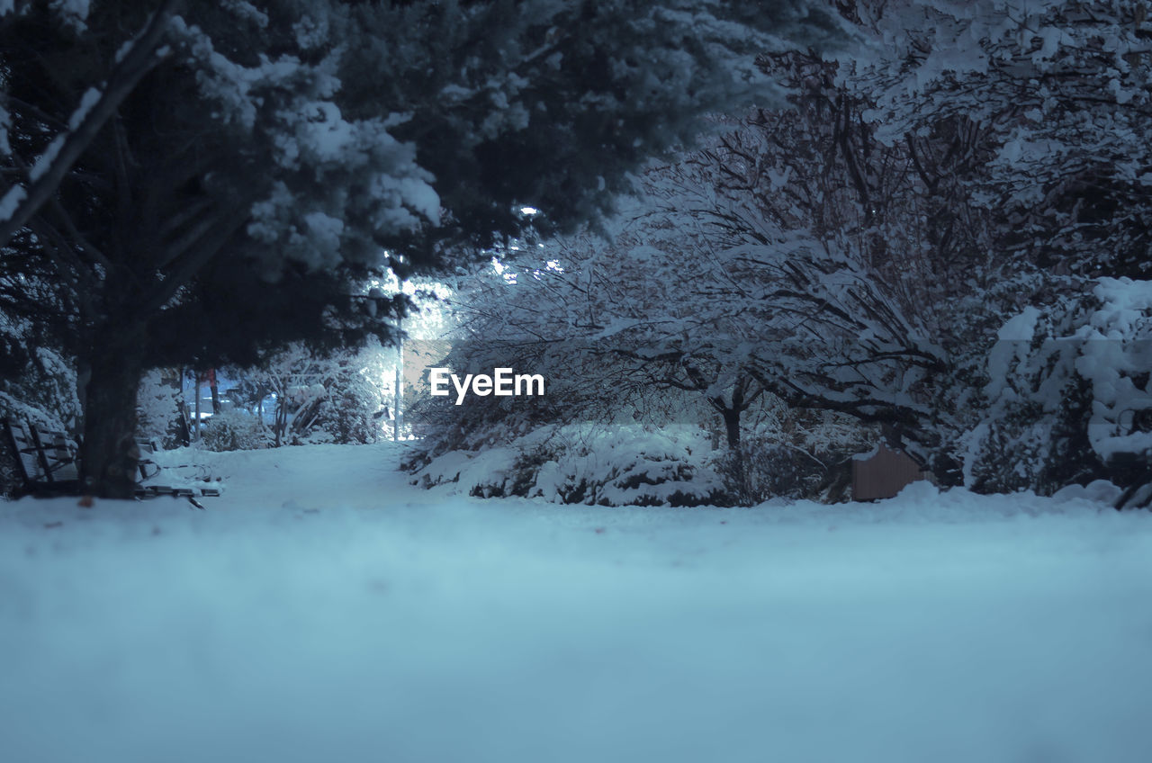 CLOSE-UP OF SNOW COVERED TREES