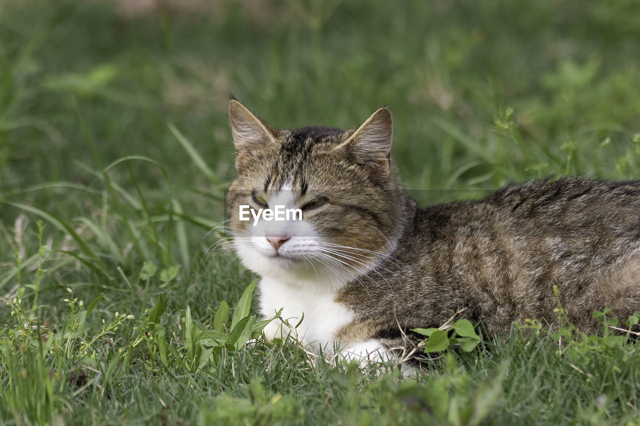 CAT LYING ON GRASS