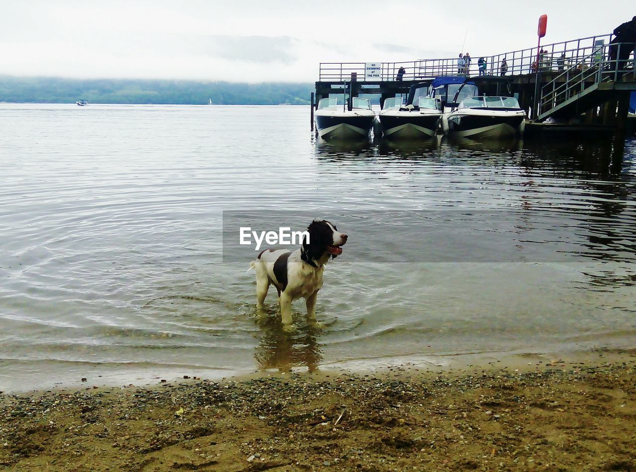 DOG STANDING ON PIER OVER SEA