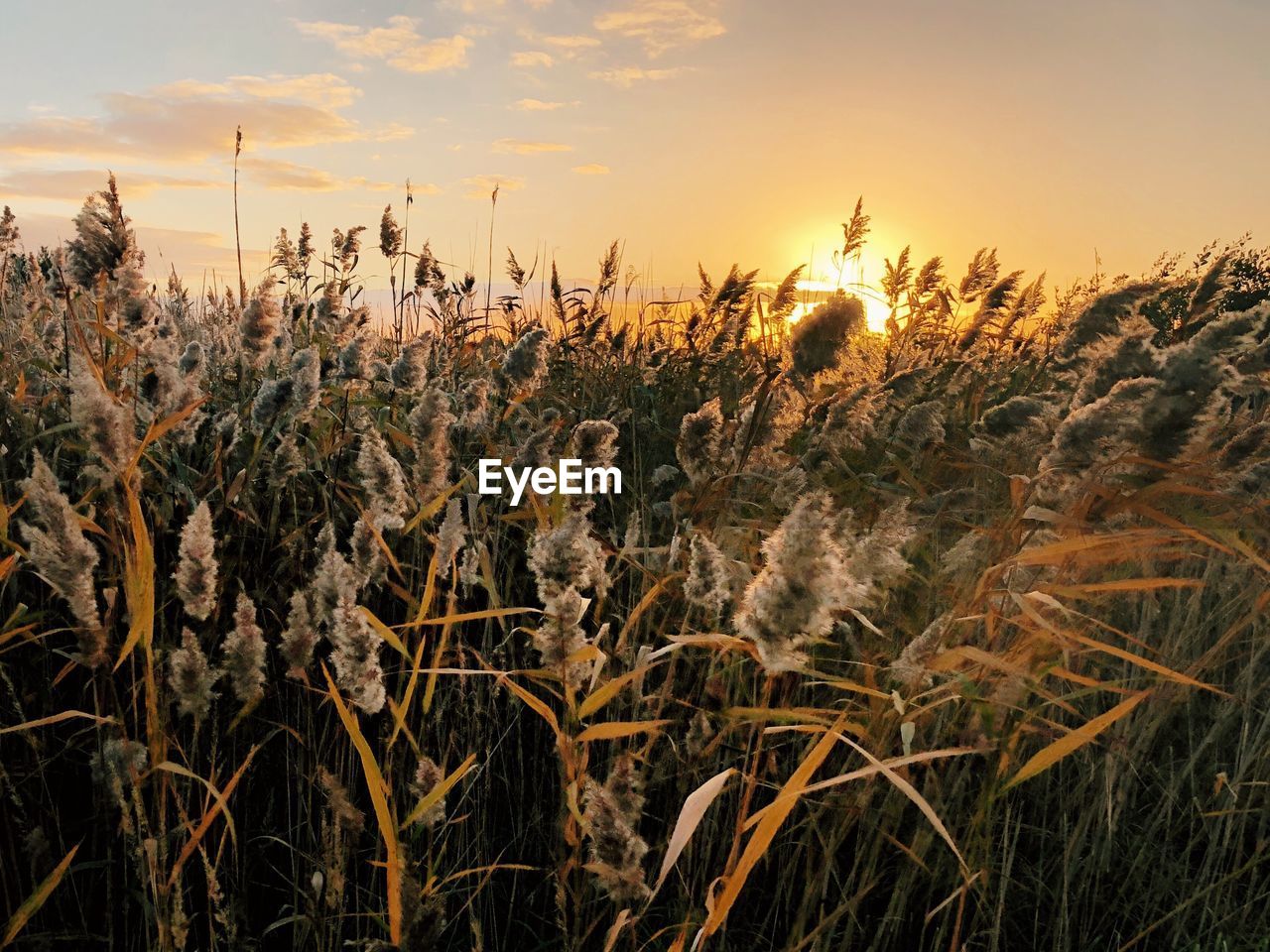 CLOSE-UP OF STALKS IN FIELD AGAINST SKY DURING SUNSET