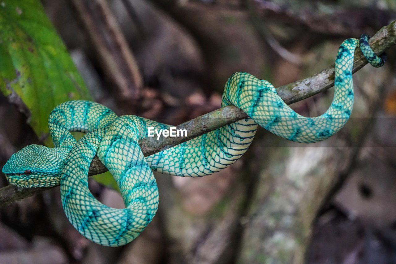 CLOSE-UP OF LIZARD ON BRANCH