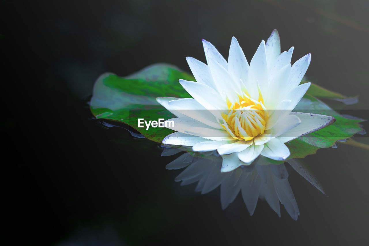 CLOSE-UP OF WHITE LOTUS WATER LILY